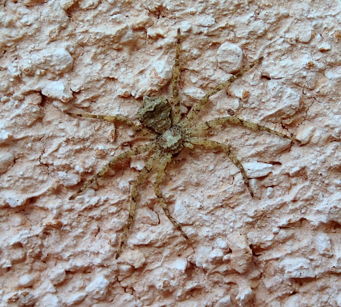 Philodromus margaritatus - Villorba (TV)